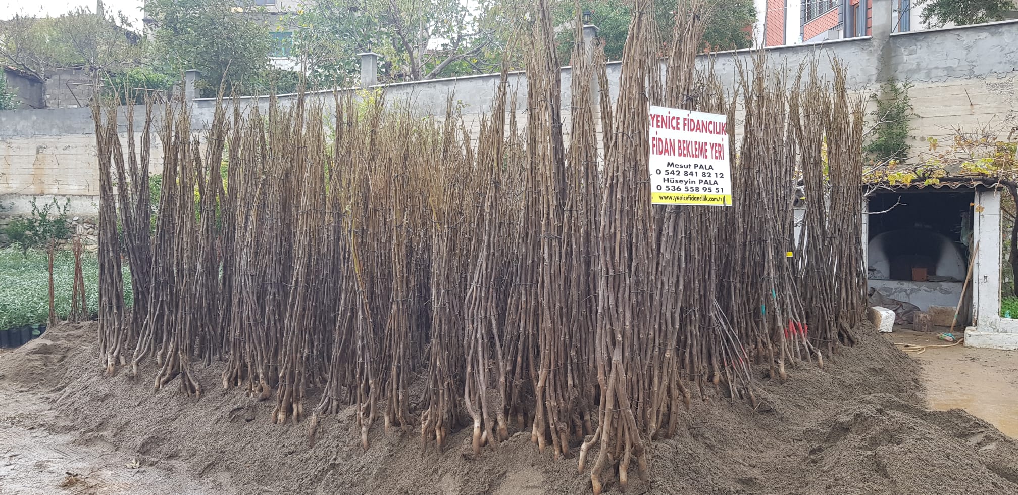 FERNOR CEVİZ FİDANI